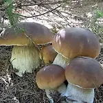 Feriehus семейна рай Fаmilly Paradise Popovo