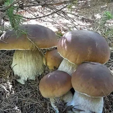 度假居 семейна рай Fаmilly Paradise Popovo